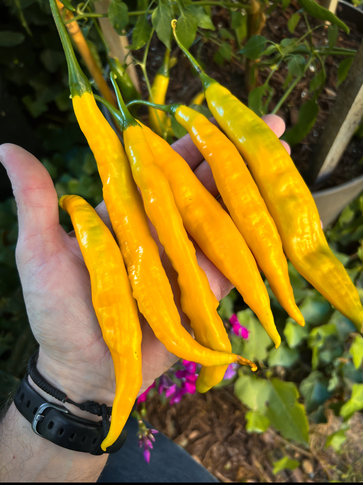 Guyana (Aji)