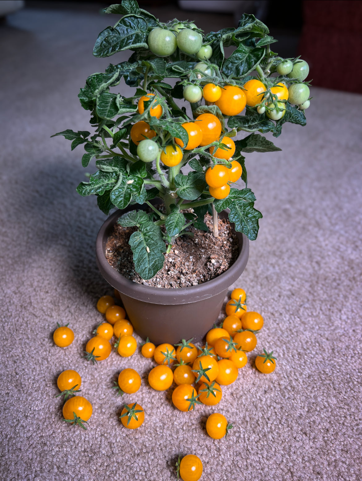 Orange Hat (micro dwarf) tomato