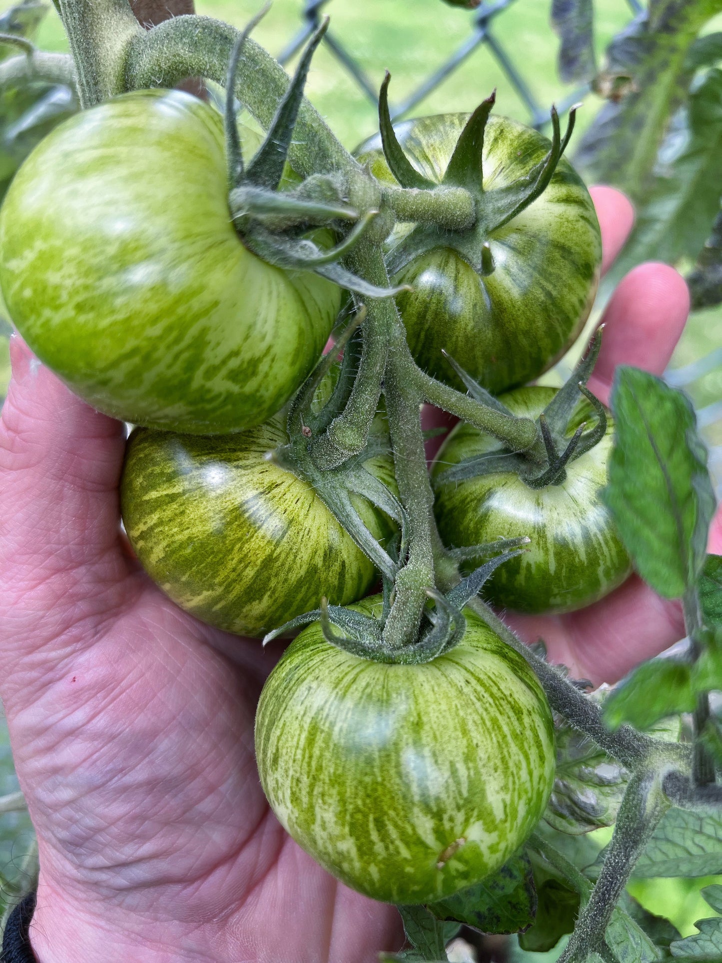 Green Zebra tomato