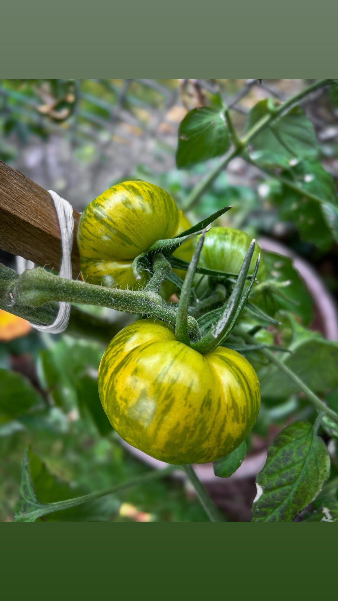 Green Zebra tomato