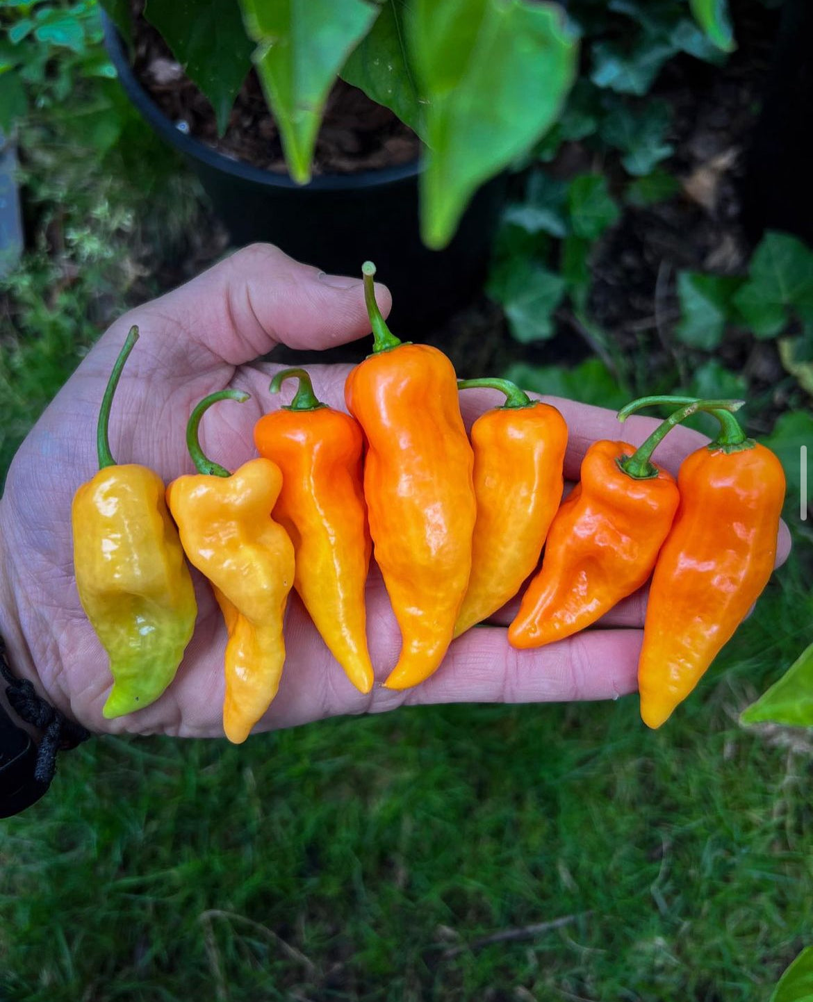 Habanada pepper (heatless)