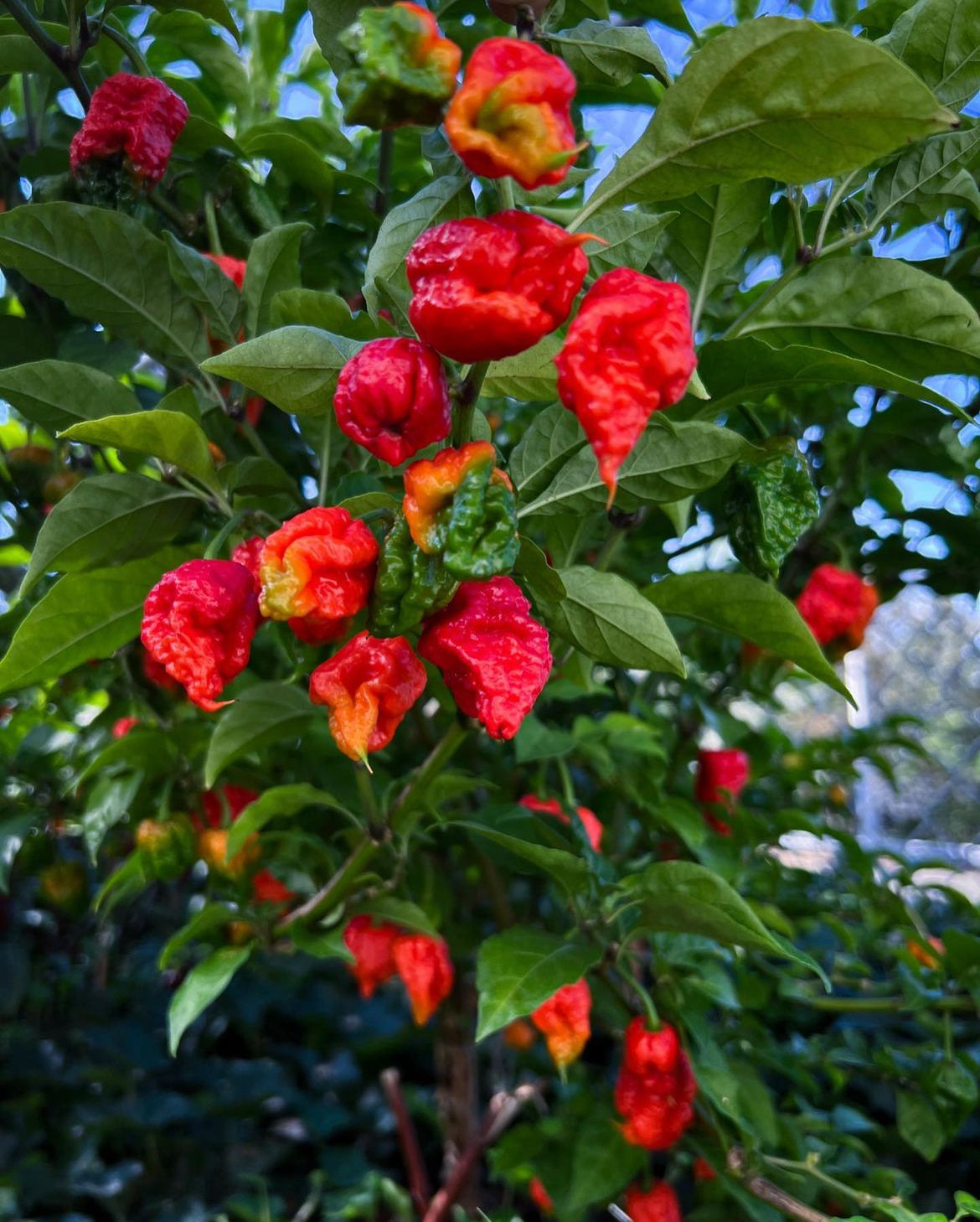 Carolina Reaper