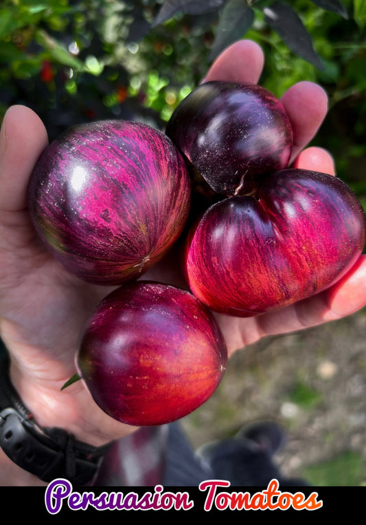 Persuasion tomato seeds