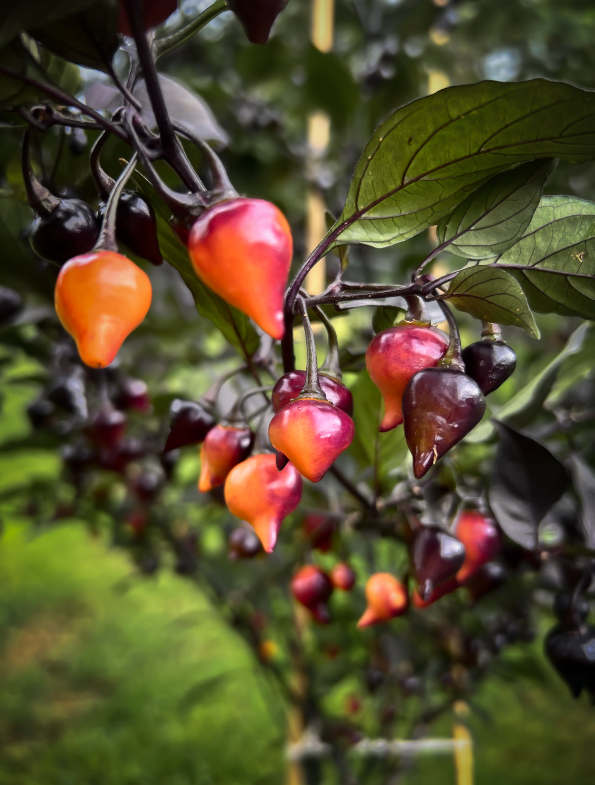 Black Peach Chupentinho