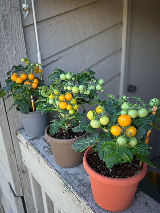 Orange Hat (micro dwarf) tomato