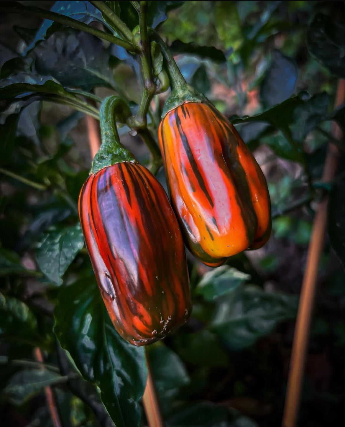 Candycane Chocolate Cherry