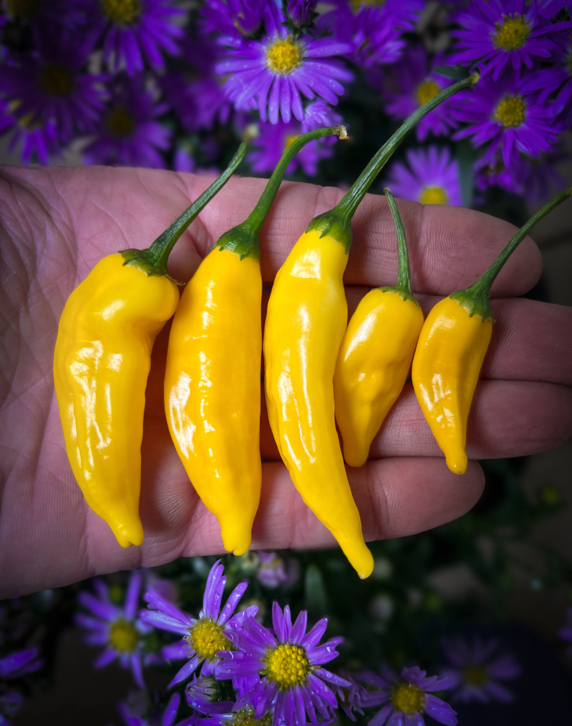 Aji Pineapple