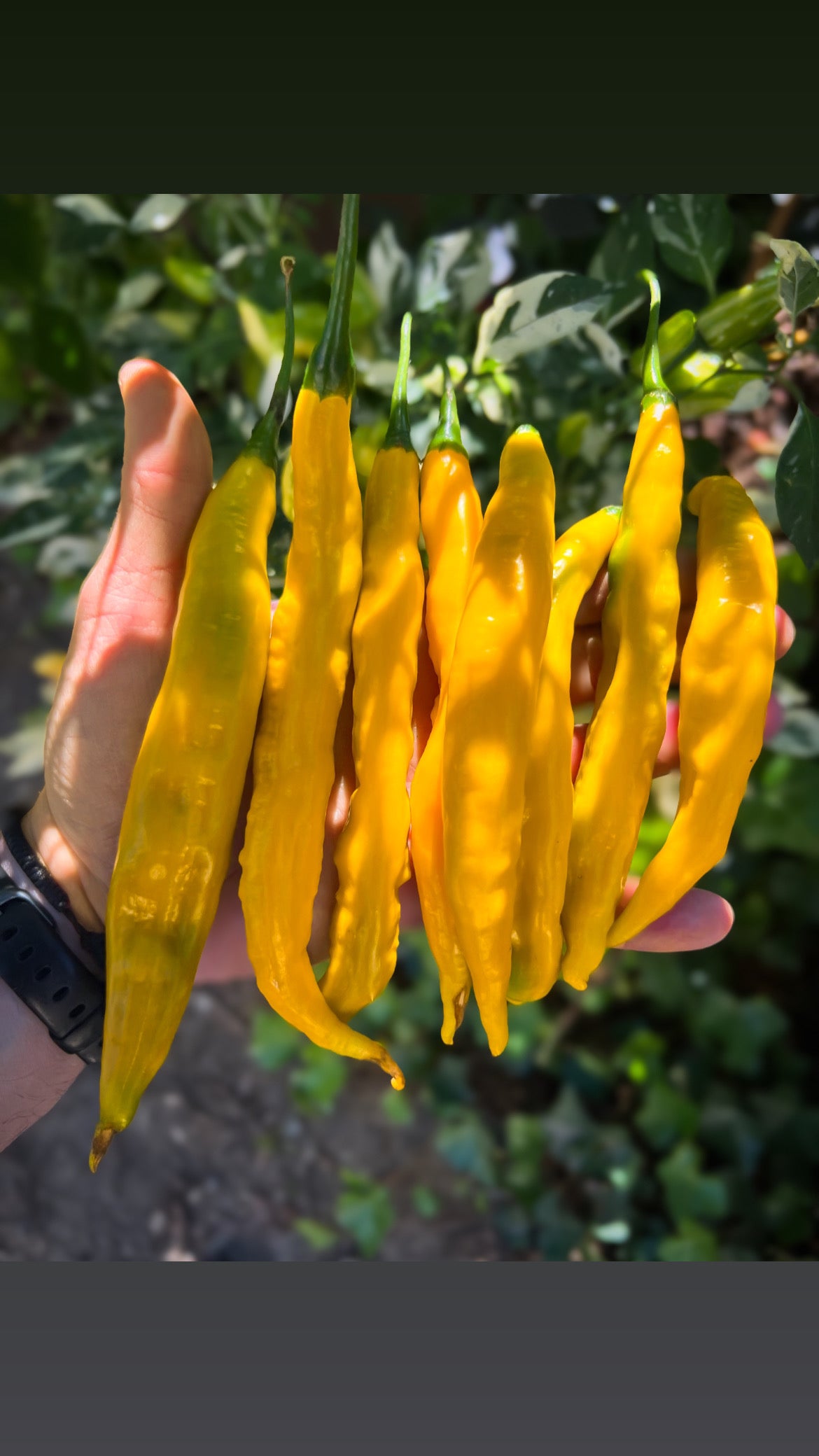 Guyana (Aji)