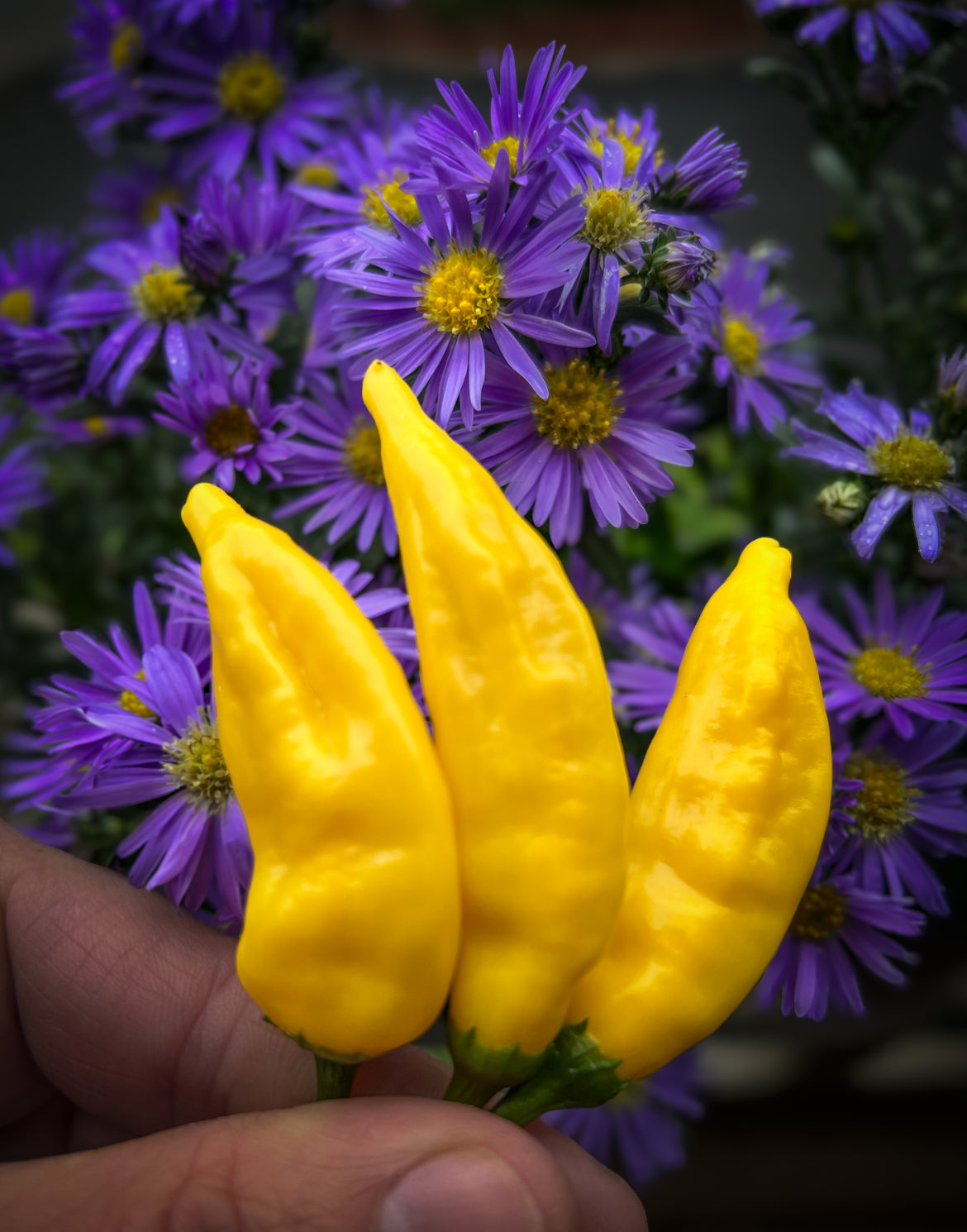 Aji Pineapple