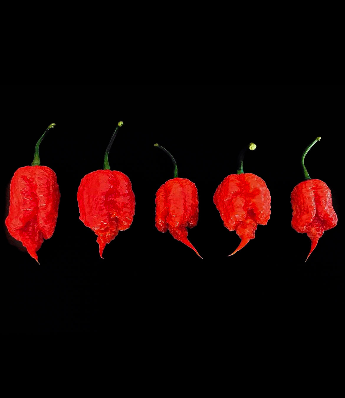 Carolina Reaper