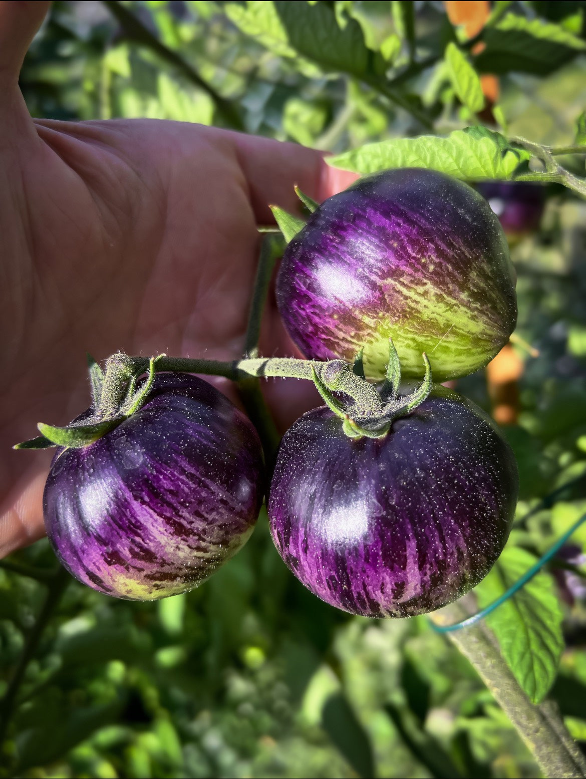 Persuasion tomato seeds