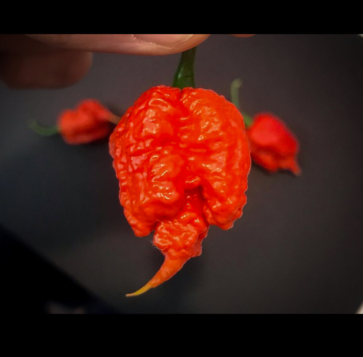 Carolina Reaper