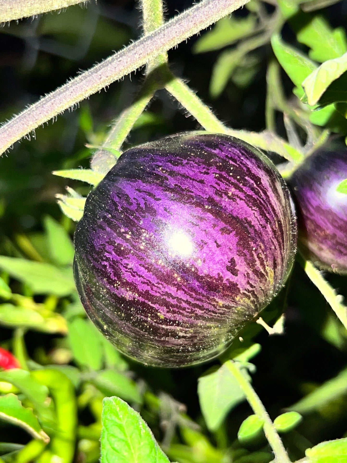 Persuasion tomato seeds