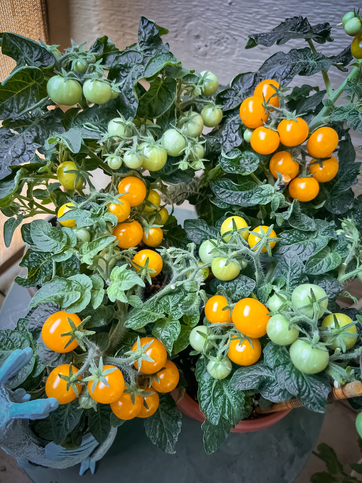 Orange Hat (micro dwarf) tomato