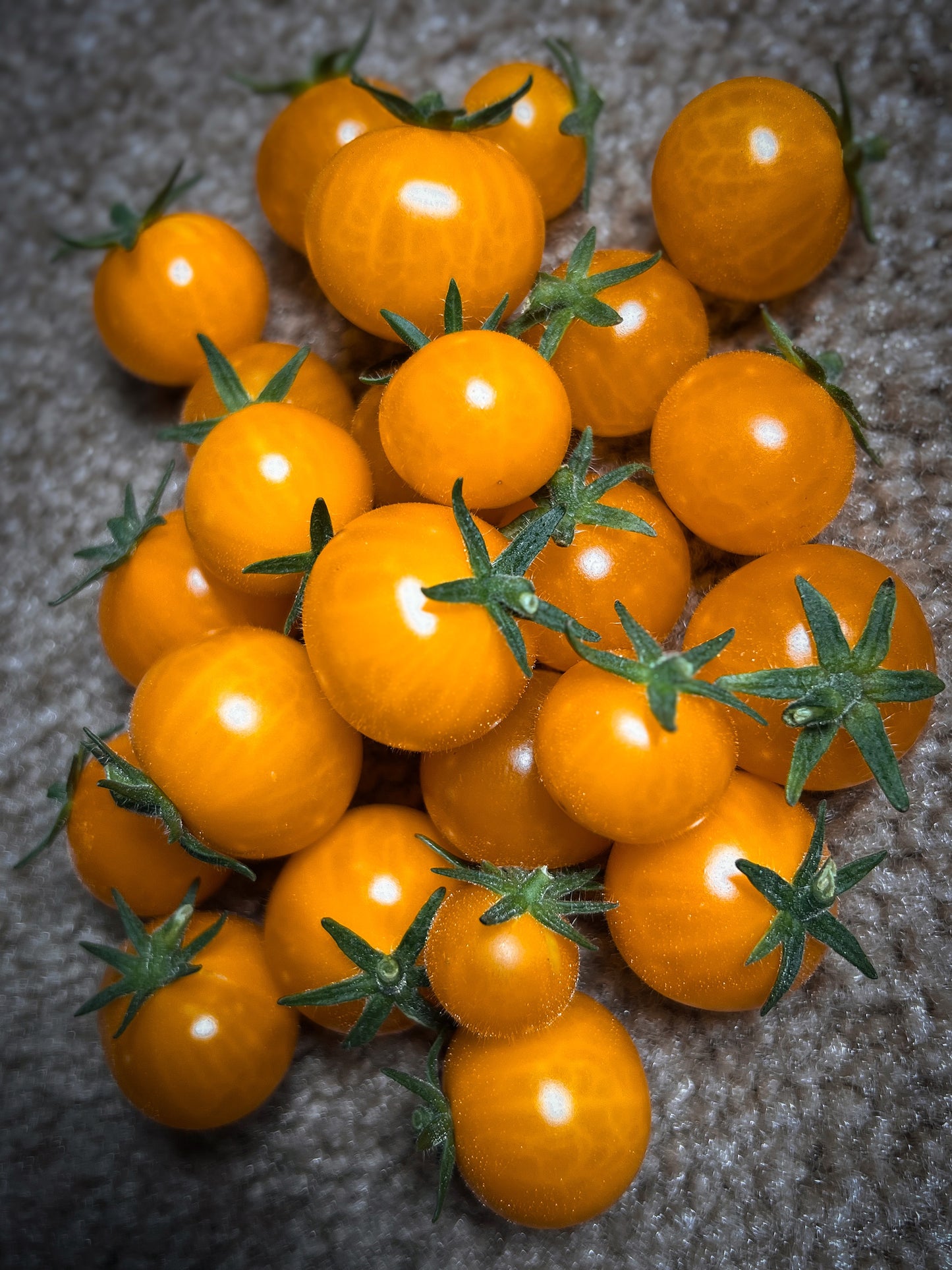 Orange Hat (micro dwarf) tomato