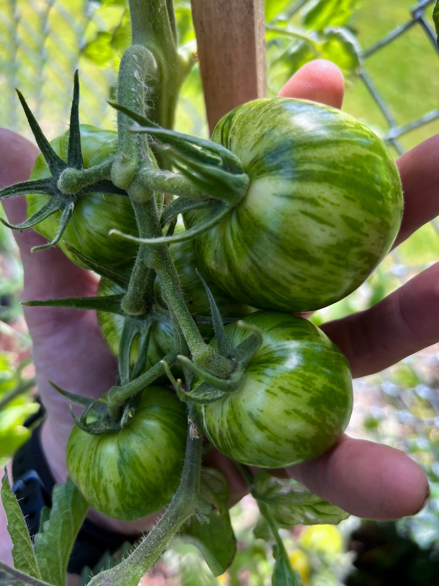 Green Zebra tomato