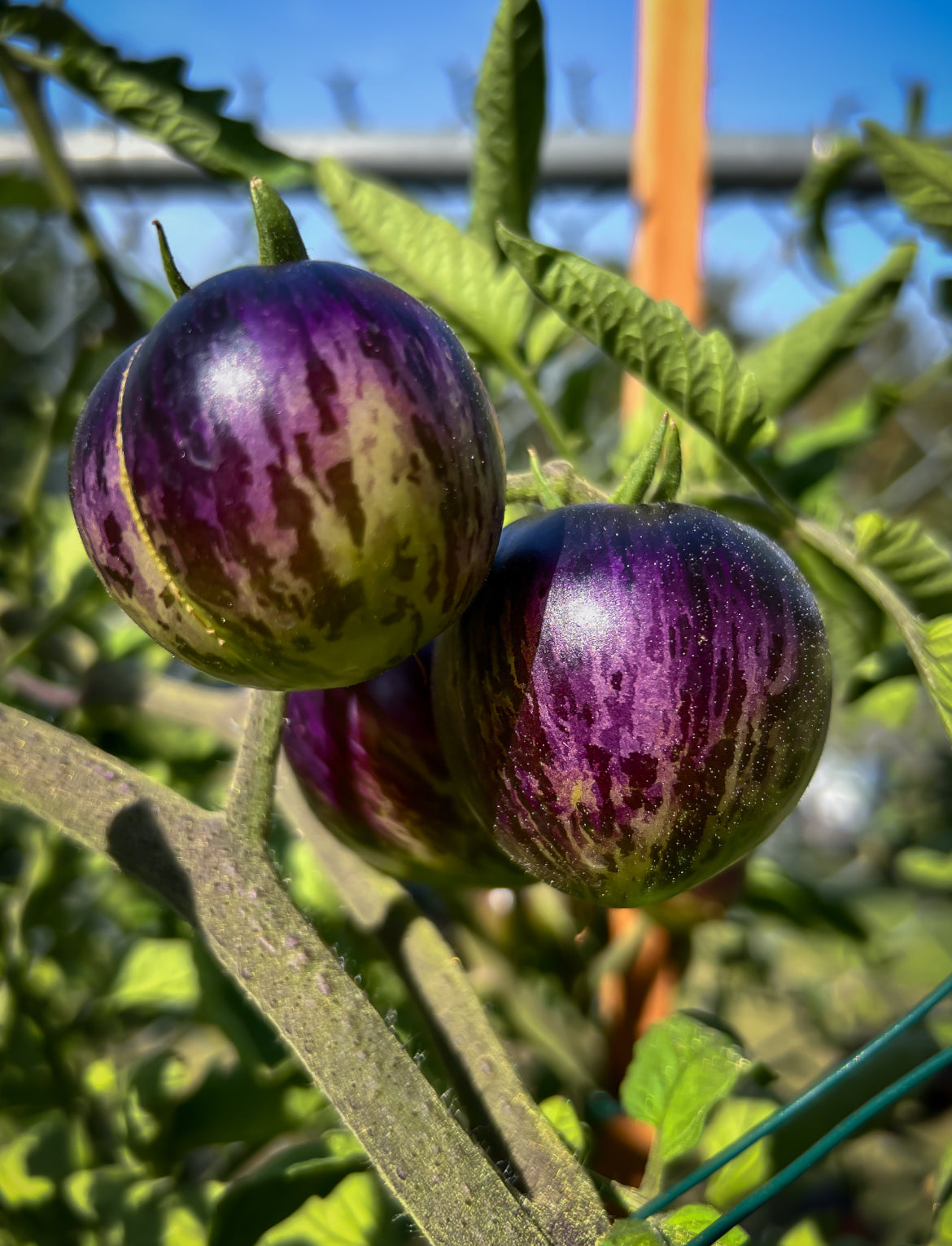 Persuasion tomato seeds