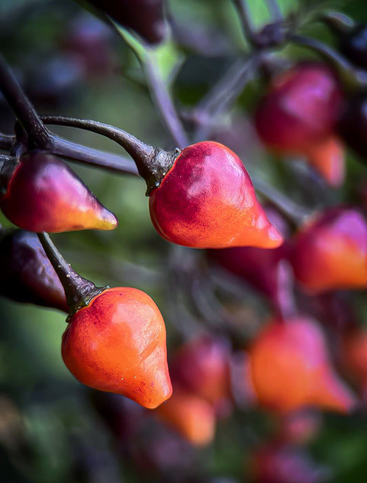 Black Peach Chupentinho