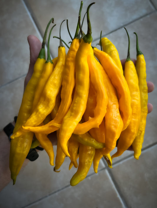 Guyana (Aji)