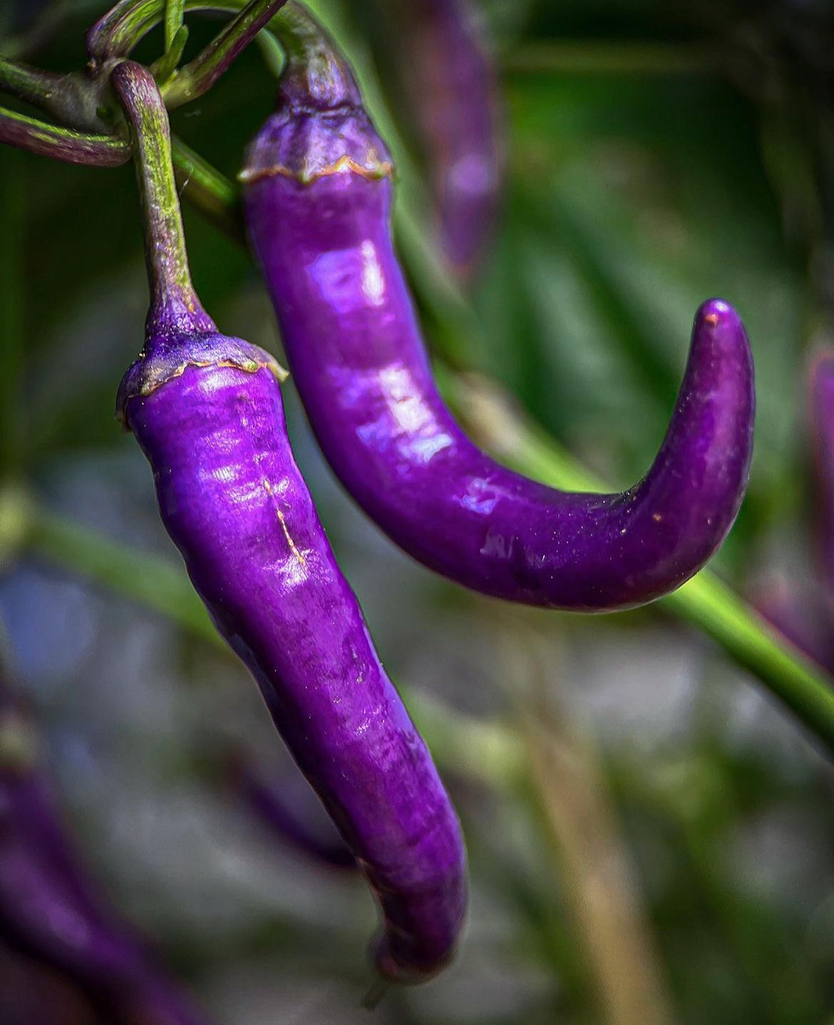 Buena Mulata pepper