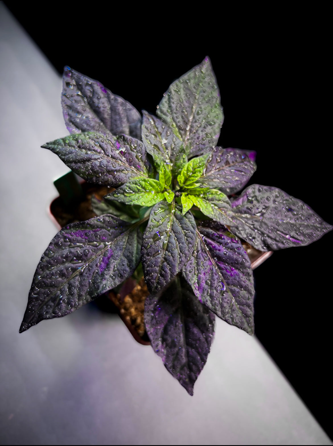 Daybreaker x Uchu cream F3 Dark Pheno (Cross by @daybreaker_79)