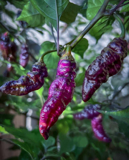 Pimenta Bela Purple