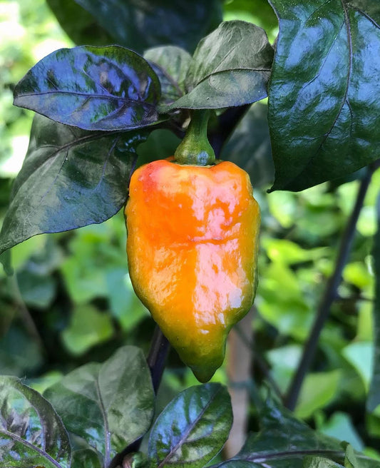 BOC (Bhut Orange Copenhagen) Andy’s king