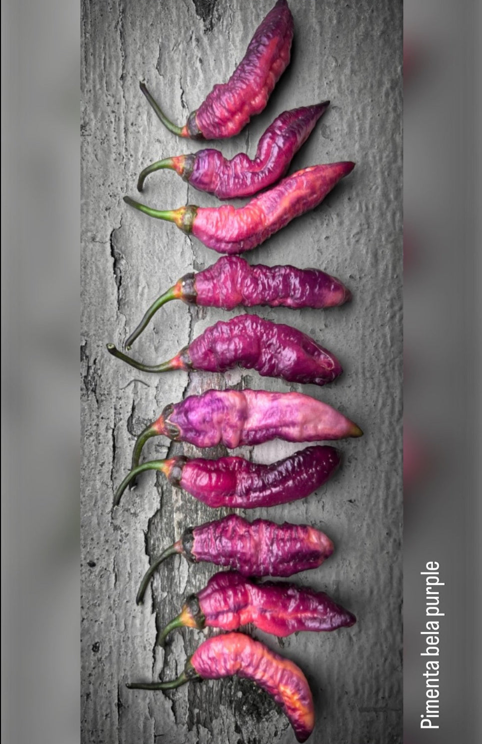 Pimenta Bela Purple