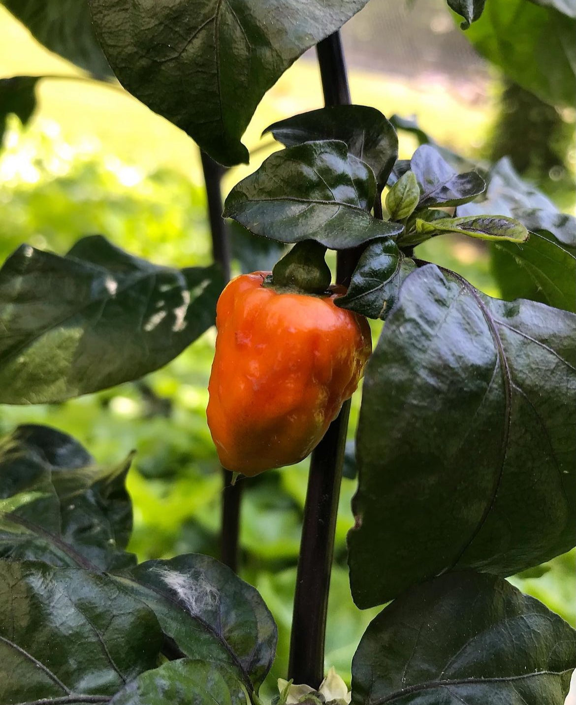 BOC (Bhut Orange Copenhagen) Andy’s king