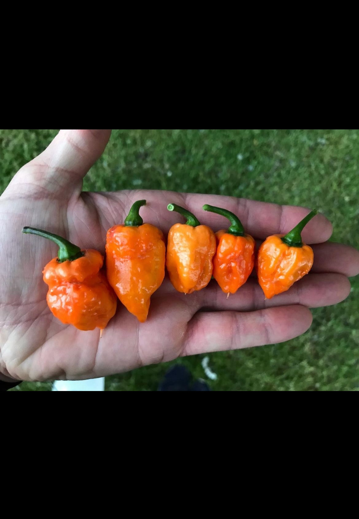 BOC (Bhut Orange Copenhagen) Andy’s king