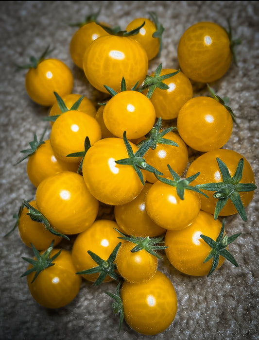 Yellow Canary (micro dwarf tomato)