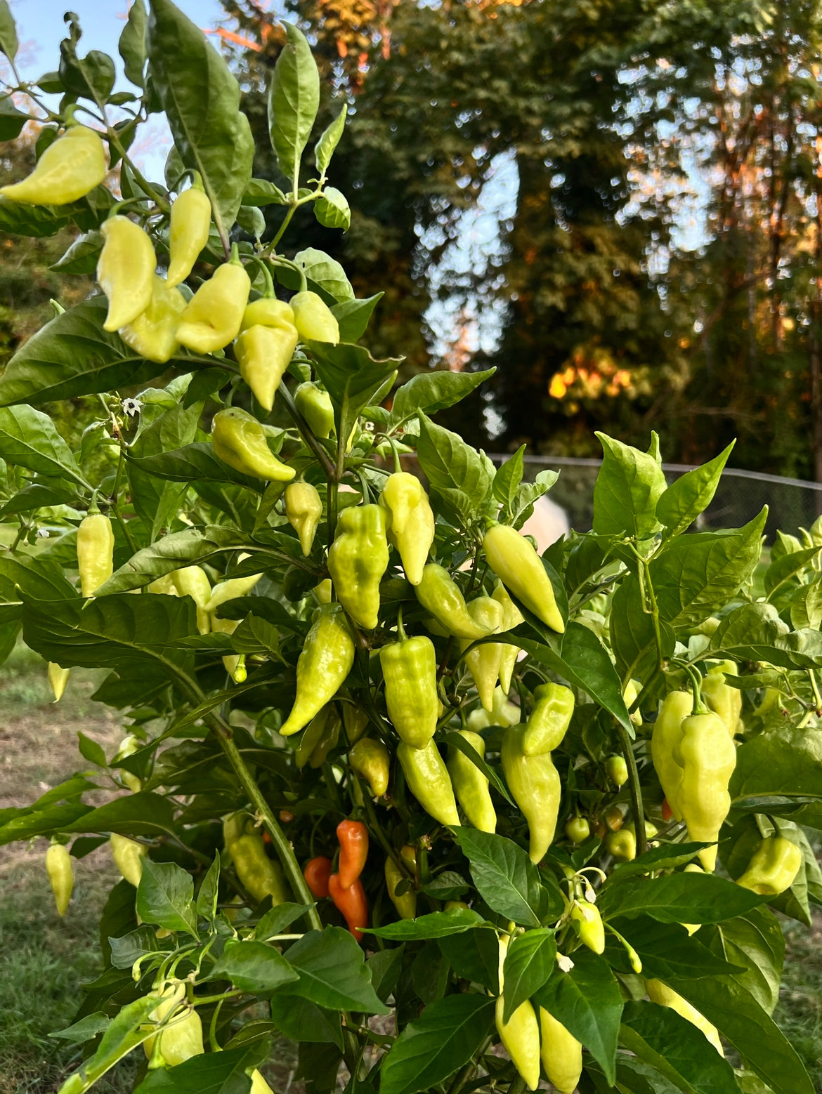 Habanada pepper (heatless)