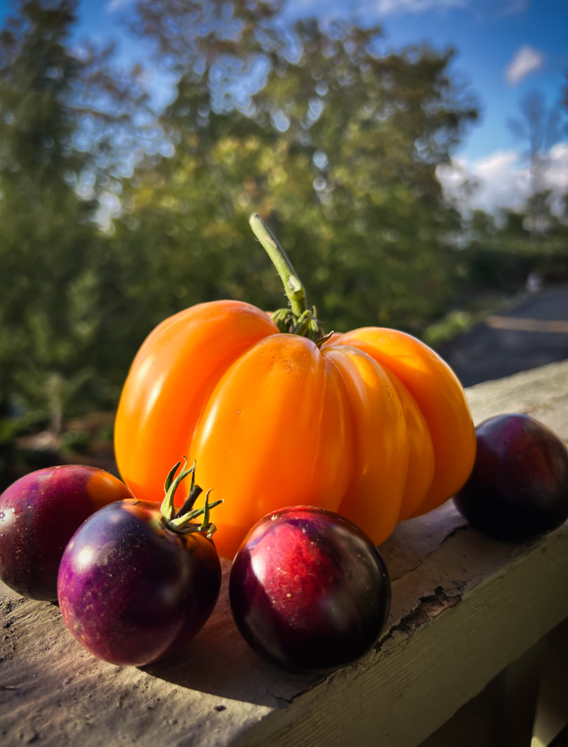 Orange Accordion tomato (coming soon)