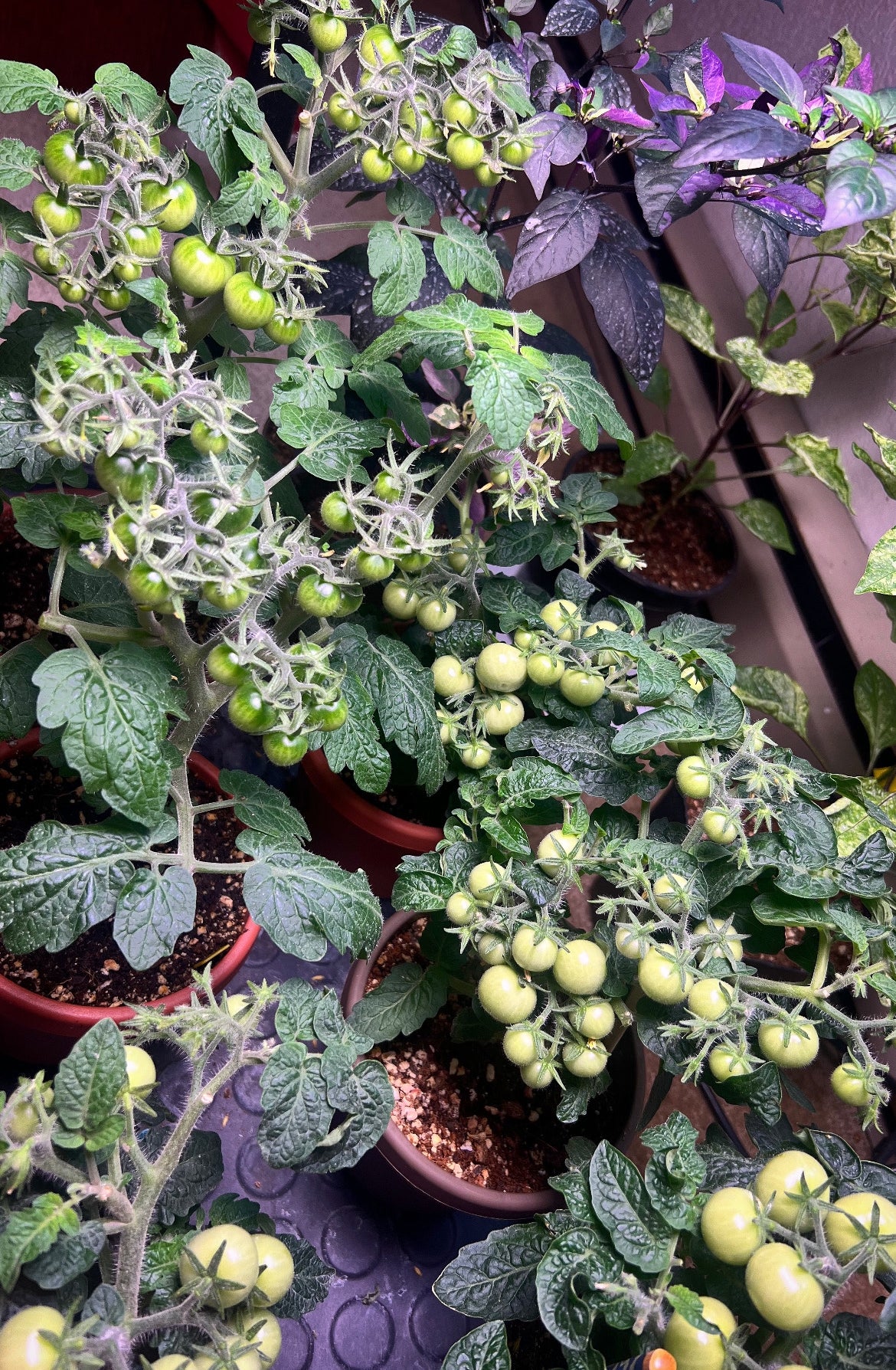 Yellow Canary (micro dwarf tomato)