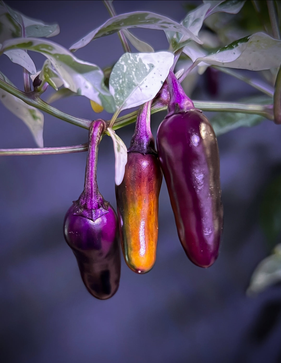 Purple Cacho White leaf