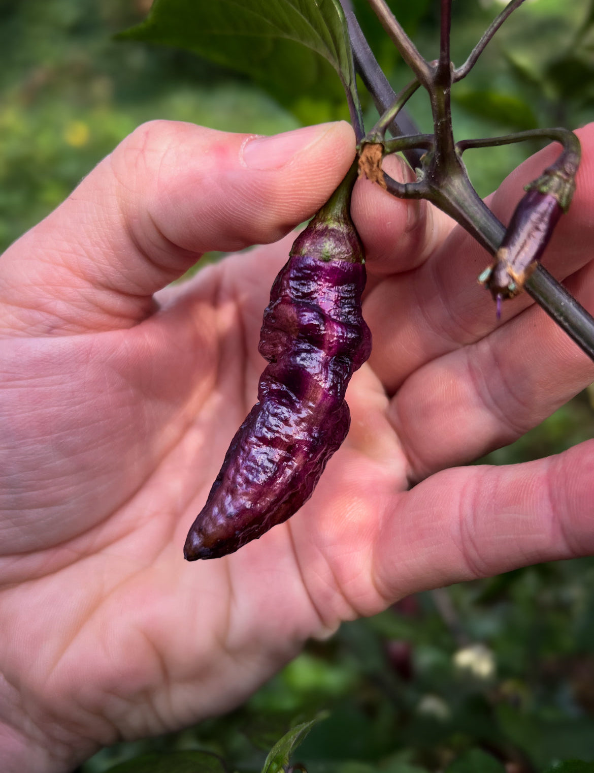 Pimenta Bela Purple