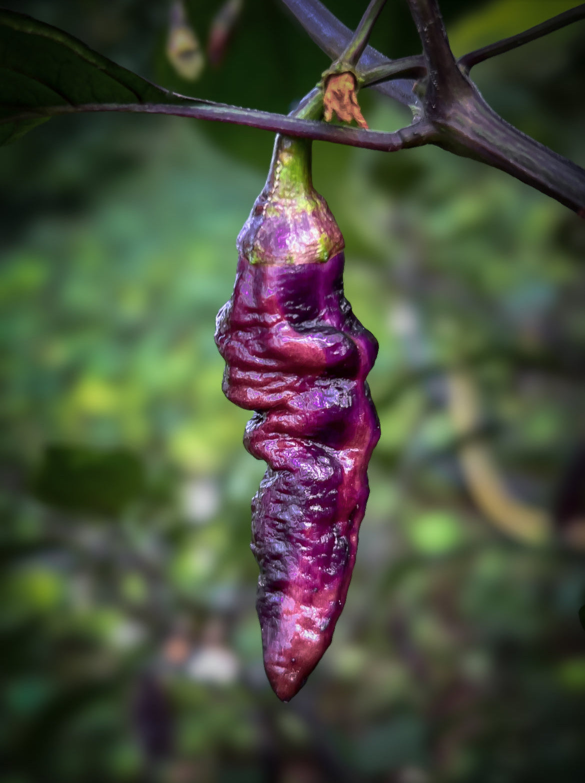 Pimenta Bela Purple