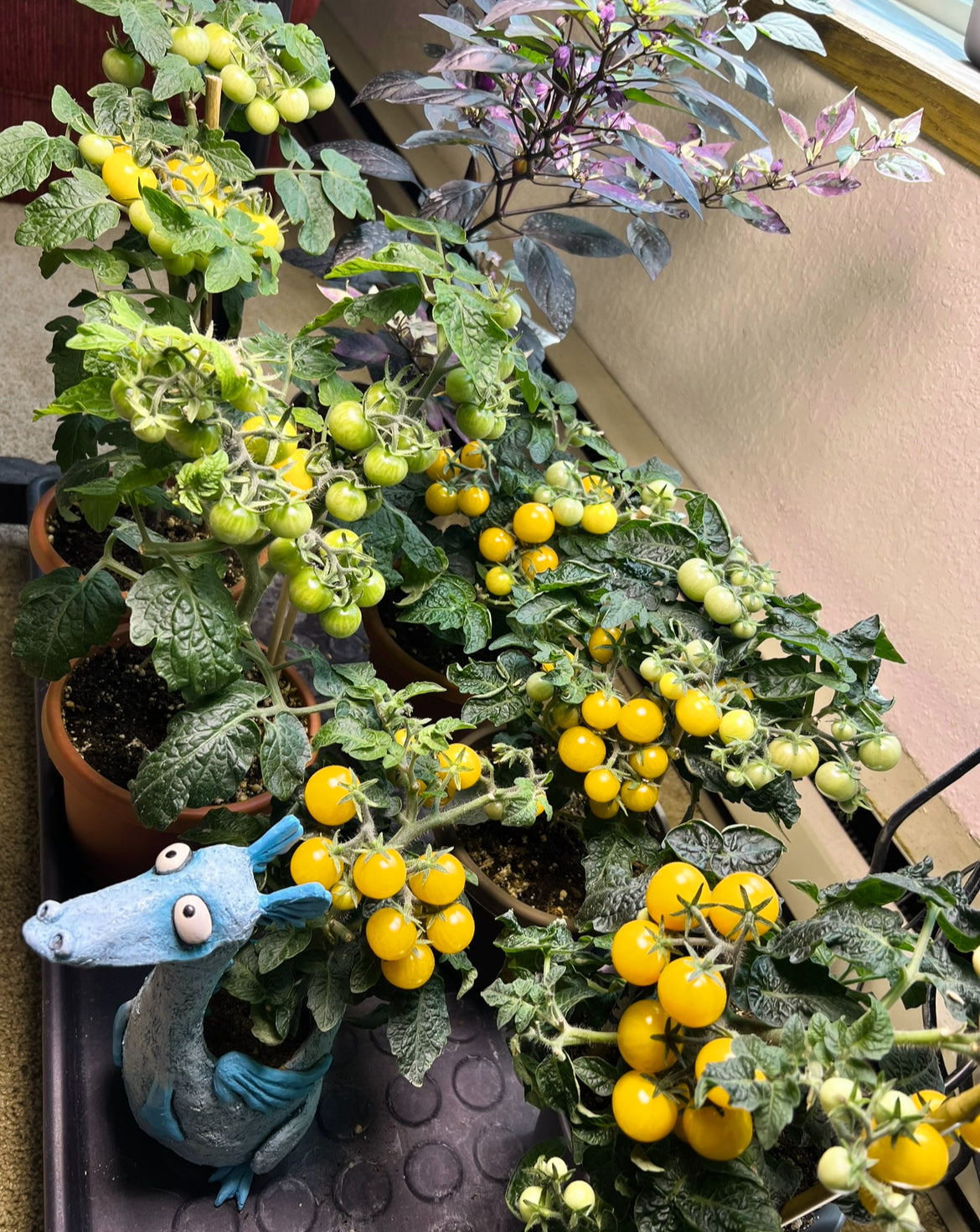 Yellow Canary (micro dwarf tomato)