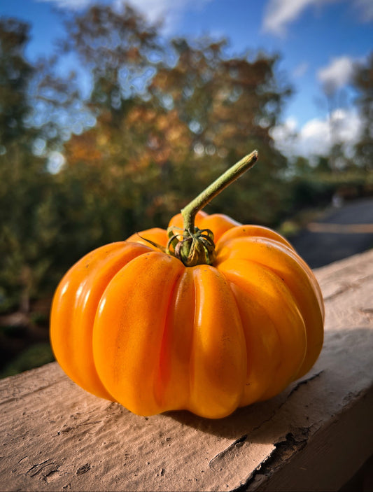 Orange Accordion tomato (coming soon)